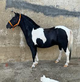 Pony pezzato