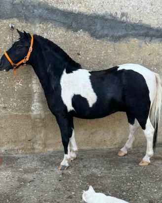 Pony pezzato