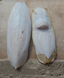 ossi seppia 16/18cm
