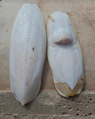ossi seppia 16/18cm