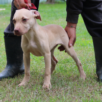 Cucciola di American Pitbull Terrier