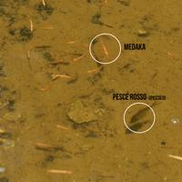 Medaka e pesci rossi