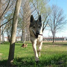 Lupo Cecoslovacco Femmina