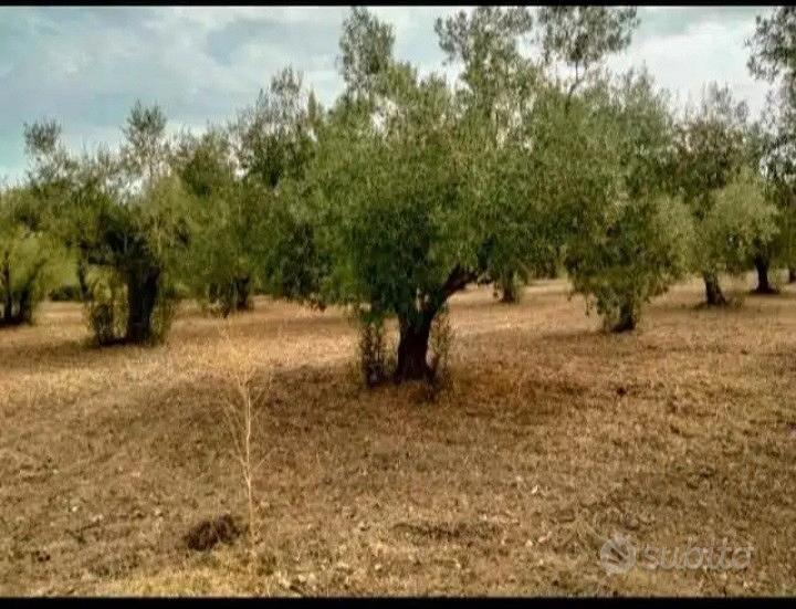 Oliveto - Vista 3