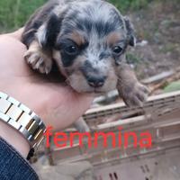 Cuccioli cane bassotto meticcio