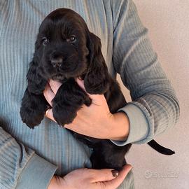 Cucciolo di cocker