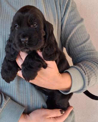 Cucciolo di cocker