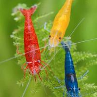 Neocaridina davidi "Mix Low Grade” - Acquario
