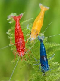 Neocaridina davidi "Mix Low Grade” - Acquario