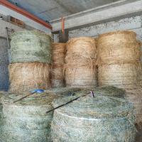 Fieno 1° e 2° taglio in rotoballe