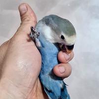 Pappagalli allevati a mano