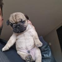 Buldog framcesi maschi