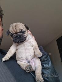 Buldog framcesi maschi