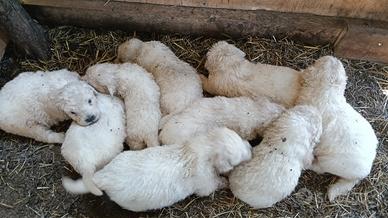 Cuccioli pastore Maremmano