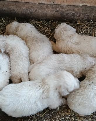 Cuccioli pastore Maremmano