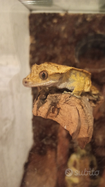 Maschio geco ciliatus