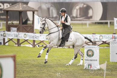 Cavallo