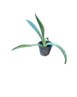 Agave