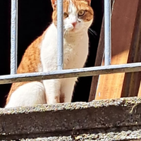 Gatto di 2 ani femina sterilizzata