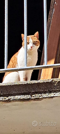 Gatto di 2 ani femina sterilizzata