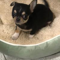 Chihuahua maschietto taglia piccola