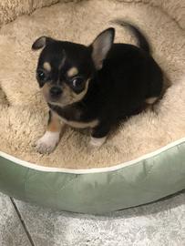 Chihuahua maschietto taglia piccola