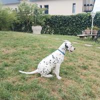 Ultima femmina dalmata nera udente bilaterale