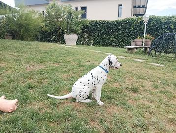 Ultima femmina dalmata nera udente bilaterale