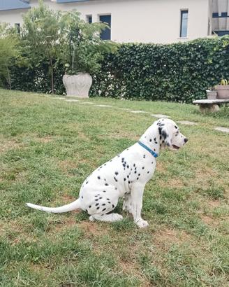 Ultima femmina dalmata nera udente bilaterale