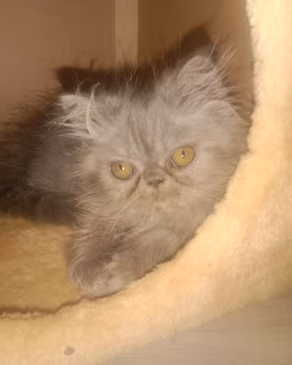 Gattina persiana