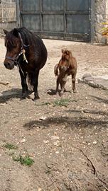 Pony femmina con puledra
