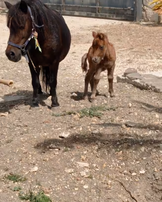 Pony femmina con puledra