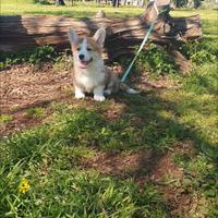 Cuccio Welsh corgi pembroke