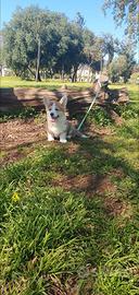 Cuccio Welsh corgi pembroke