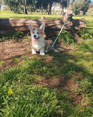 Cuccio Welsh corgi pembroke