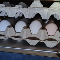 Uove faconde, fertili