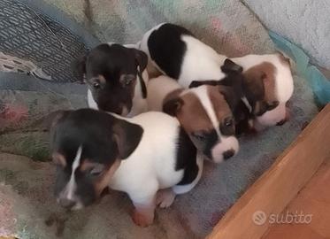 Jack Russell terrier