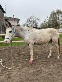 Cavalla appaloosa
