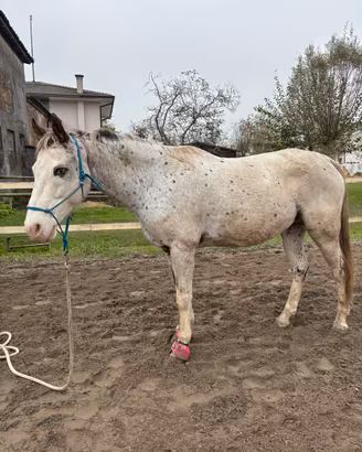 Cavalla appaloosa