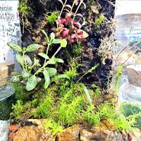 Diversa Nano Terrario allestito Spider 20x20x30h