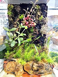 Diversa Nano Terrario allestito Spider 20x20x30h