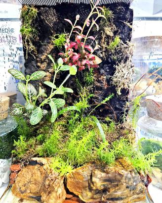 Diversa Nano Terrario allestito Spider 20x20x30h