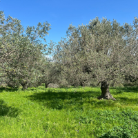 Terreno con ulivi centenari