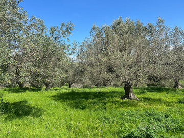Terreno con ulivi centenari