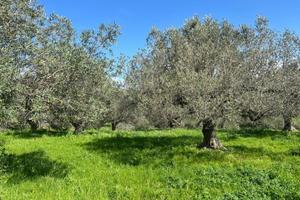 Terreno con ulivi centenari