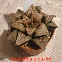 Havorthia picta