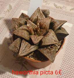 Havorthia picta