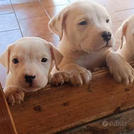 Dogo argentino