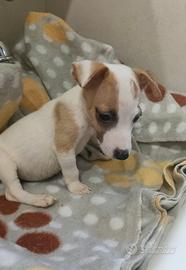 Cucciolo di jack Russell