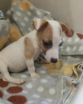 Cucciolo di jack Russell
